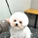 멍스타 김포강아지 분양 | 김포강아지분양 어디서? 건강하고 예쁜 반려견 만나는 꿀팁!