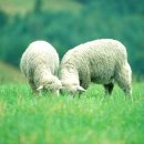 흔들목장 이미지