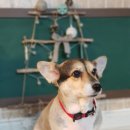 오도꾸 애견샵 이미지