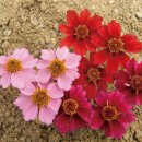 정원flower