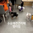 카페멍날 | 서울 애견카페 멍타임에 다녀온 후기