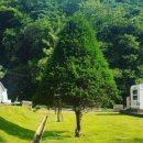 초리 포레스트 이미지