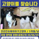 포항 양덕동 장량3공원 근처 턱시도3개월 고양이 찾습니다 이미지