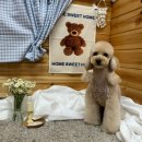 이츠펫 살롱 이미지