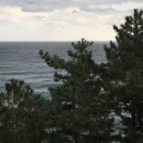 바다와소나무 이미지