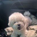 꽃내음나개 이미지