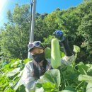 무성농장 | 고양시 주말농장 텃밭 체험 후기 | 직접 채소 키우기