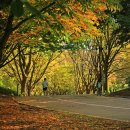 마로니에길 이미지