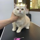 쥬디캣(Judy Cat) 이미지