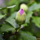 무궁화유치원 이미지