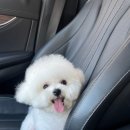 비숑이즈 이미지