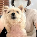 이안동물의학센터 | 강아지 ct 촬영 이안동물의학센터 후기 강아지 간암 판정 항암일지