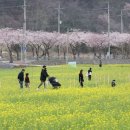 맹방유채꽃마을 이미지