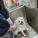 꿈의 애견미용 이미지