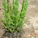 함초농장 이미지