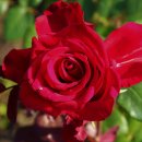 장미미장원 이미지