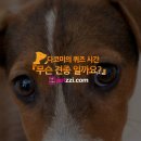 (주)펫찐 이미지