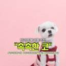 on동물병원 | 반려동물건강기록앱 촉촉한코｜강아지 병원관리기록 필수템 사용후기