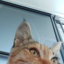 송도 24시 오케이동물병원 이미지