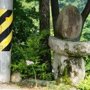 상사화 Lycoris squamigera Maxim. 이미지