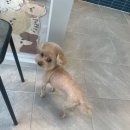 귀빈펫살롱 이미지