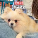 춘천 애견카페 히포코코 강아지 고양이가 있는 명동 실내데이트
