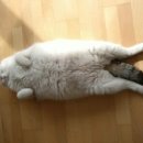 리더스동물병원 이미지