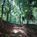 뒷골참샘 이미지