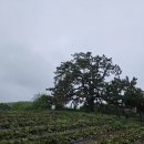 곰솔농장 이미지