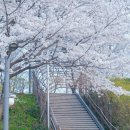 논현로28길(벚꽃길) 네이버블로그