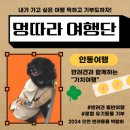 스텔라애견미용학원