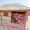 신안자동차 | 전남 가볼만한곳 추천! 2026 신안 섬 홍매화 축제 임자도 개화 시기 및 입장료 총정리