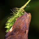 아라곤충 이미지