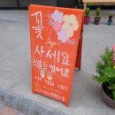 담장 아래 과꽃