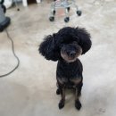 D&C 그루밍 샵 네이버블로그