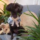 다이아몬독 이미지