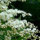 대관령주막집 이미지