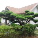 새미골정원 티스토리