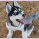 광주동물병원 이미지