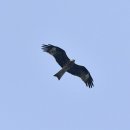 소청도의 솔개(black kite) 이미지