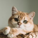 (주)카길애그리퓨리나 | 건강백서 캣 건강한 7세 사료+촉촉반상 연어와 황태 습식 사료 체험후기