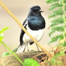 【까치울새(Oriental Magpie-Robin)】 「참새목 솔딱새과의 새, 까치딱새」 이미지