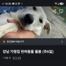 1년째 구하고있는 월 460 강아지 돌봄 일자리 이미지