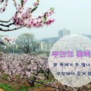 [[부천의 꽃축제] 꽃 축제가 또 왔나 봄~부천에서 즐겨 봄~ / 진달래 벚꽃 철쭉 복숭아꽃 튤립 이미지