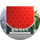 익산원예농업협동조합 | [오늘의집 수박 추천] 농협 늘신선 익산 꿀수박ㅣ올해 첫수박 성공후기