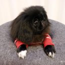 이쁘개 귀엽개 | &#34;강지네옷장&#34; 에서 스트라이프 강아지옷 득템 _ 너무 이쁘개♡