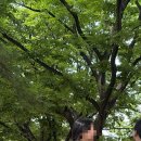 효은닭갈비 | 2026 절반이 사라짐