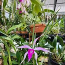 Brassocattleya Amethyst (Laelia purpurata x Brassavola cucullata) 이미지