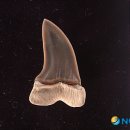 1500만년 전 상어이빨 발견 이미지