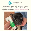 베리굿동물병원 | 철산 동물병원) 강아지 &#34;구슬&#34; 각질 피부염 간지러움증 곰팡이 피부병 치료 후기(feat. 베리펫 인핸서 MD)